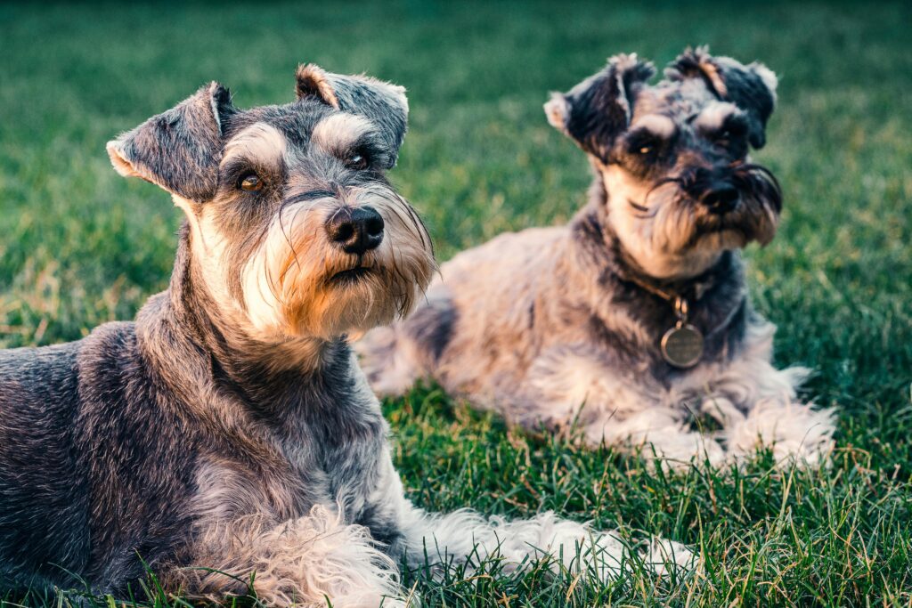 Alergia en perros schnauzer