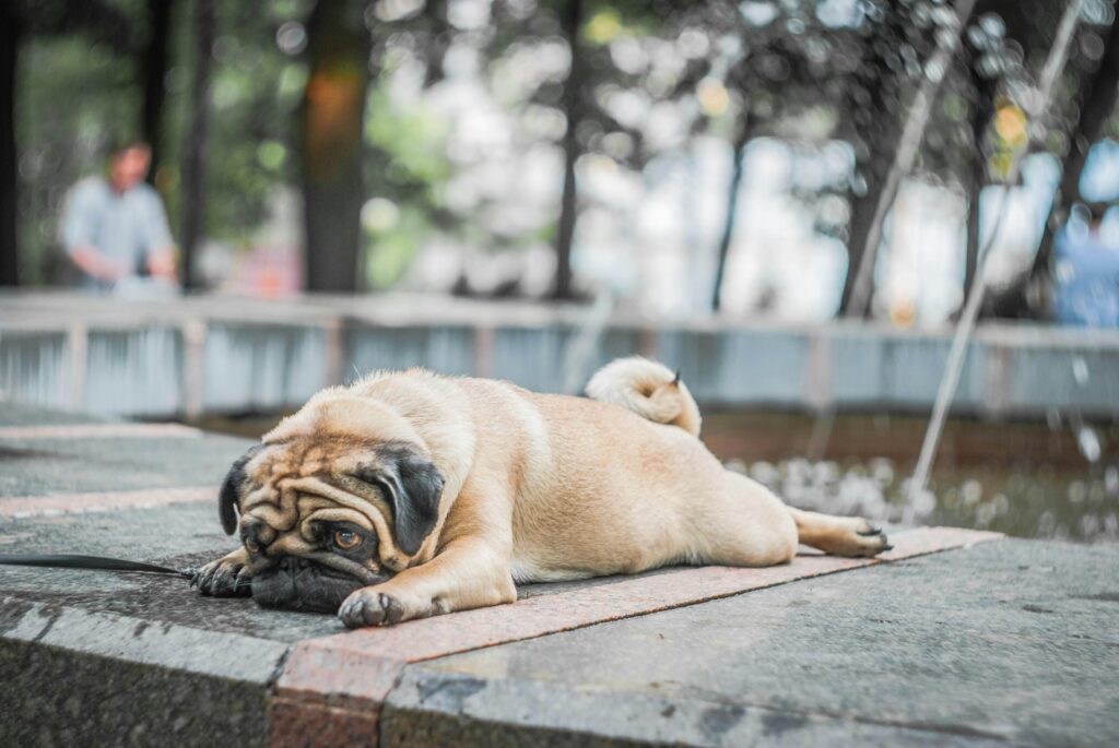 Alergia en Perros Pug